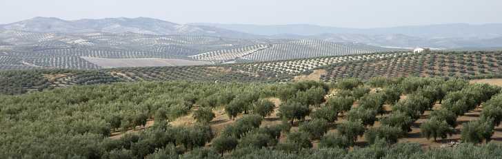 Olivenplantager i Andalusien
