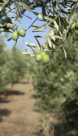Økologisk olivenlund
